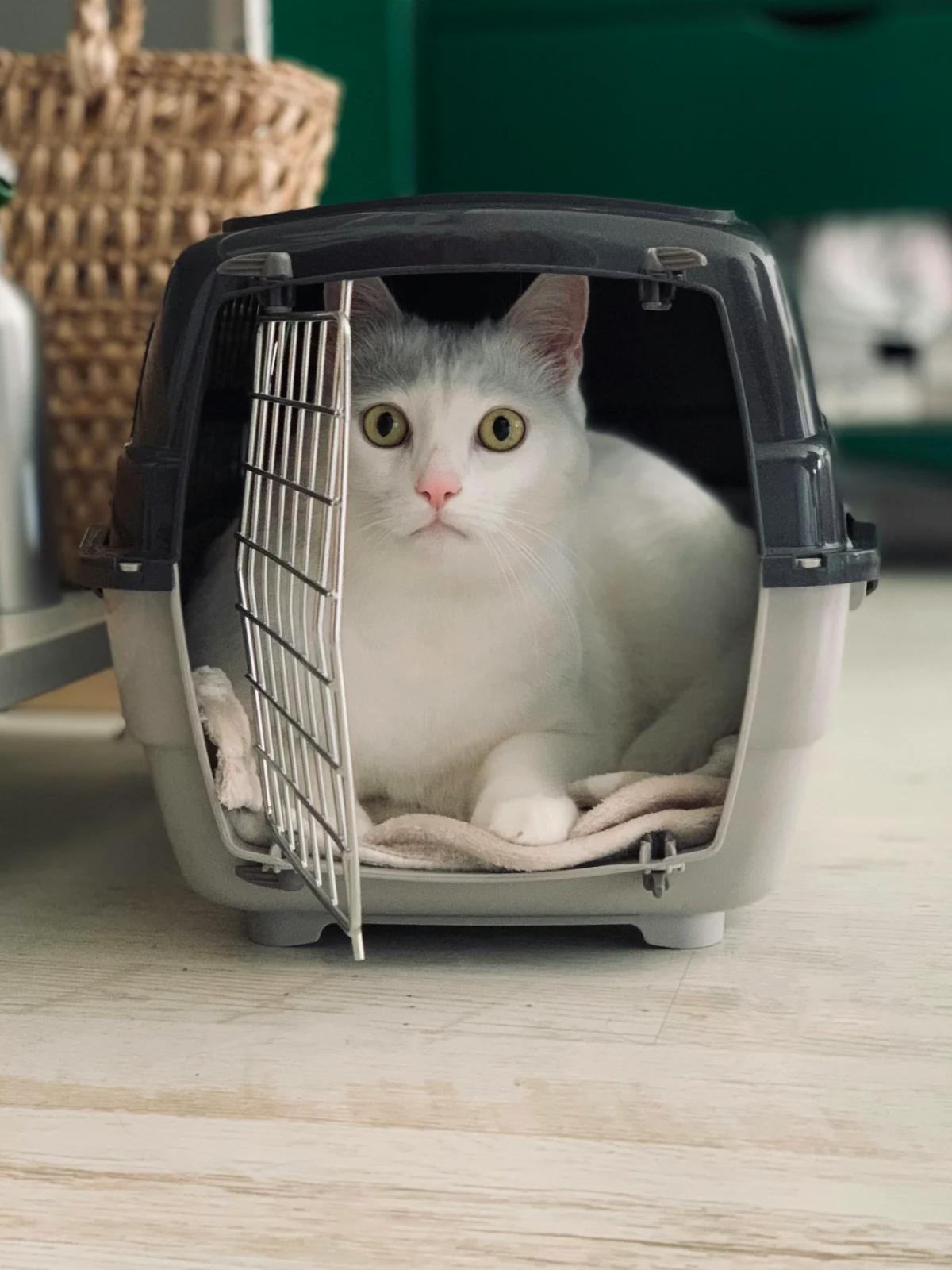 Móveis para Pets
